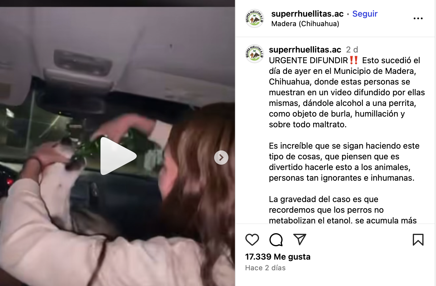 Mujer en Ciudad Madera es denunciada por obligar a su perro a consumir alcohol